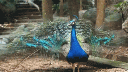 1652006409997.gif