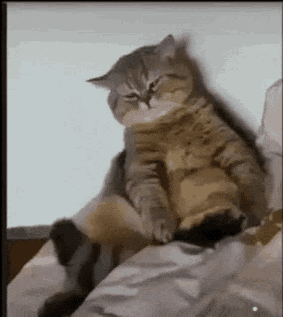 1653517423513.gif