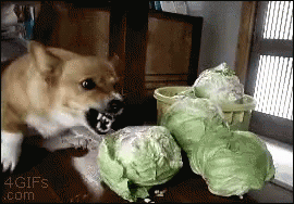 1656631789392.gif