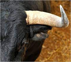 8,900+ Mad Bull Stock Photos, Pictures & Royalty-Free Images - iStock |  Charging bull, Bull fighting