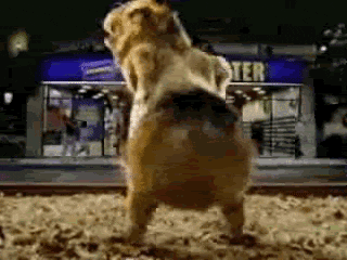 1699253211732.gif