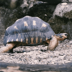1713518715307.gif