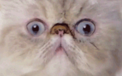 1716252204924.png