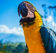 750+ Macaw Pictures [HD] | Download Free Images on Unsplash