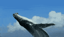 1750233843012.gif