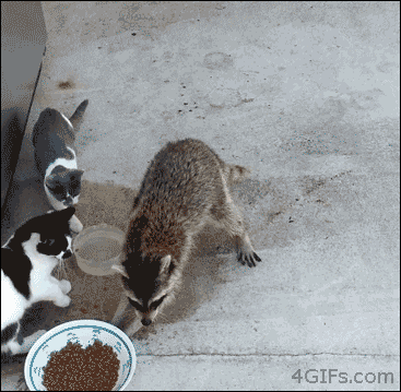 1754446719261.gif