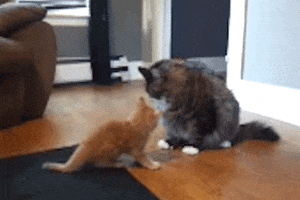 200 (10).gif