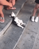 200 (13).gif
