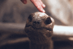 200 (5).gif