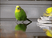 200w.gif
