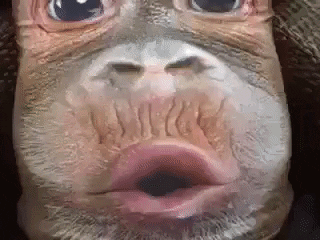 28ef25d1445cb58cc54c8337138750ba.gif