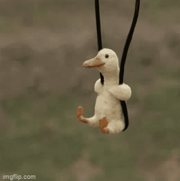 7cipaz.gif