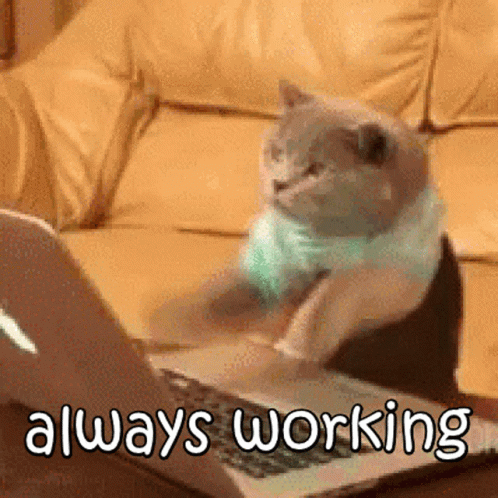 always-working-funny-animals.gif