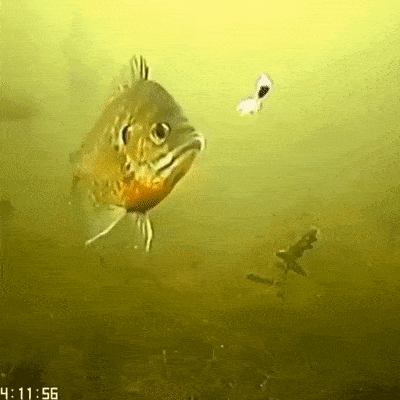 bait2.gif