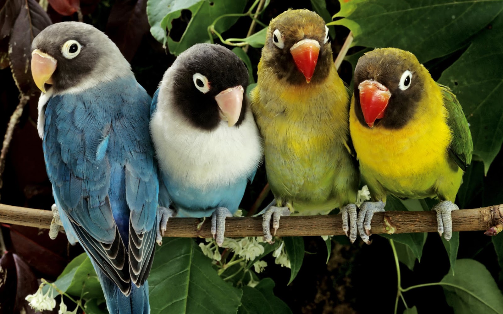 birds6.jpg