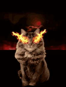 cat-cats.gif