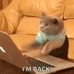 cat-computer.gif