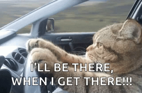 cat-driving-serious.gif