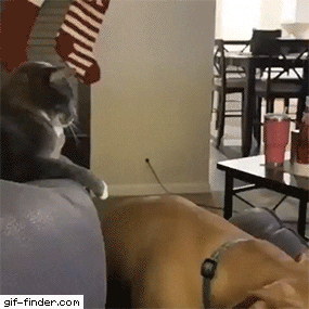 Cat vs Dog.gif