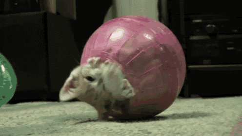 cats-kitten.gif