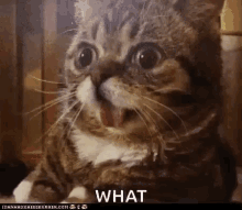 cats-what.gif
