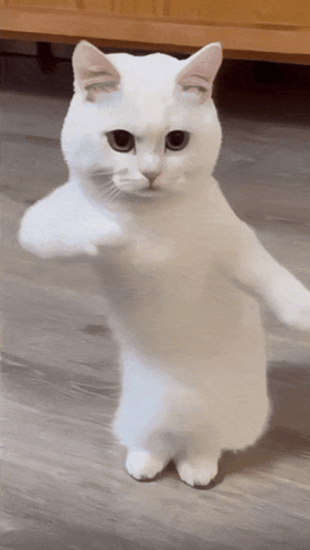 cool-fun.gif