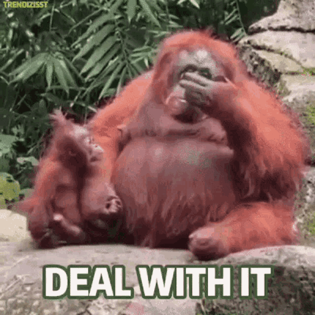 deal-with-it-monkey.gif