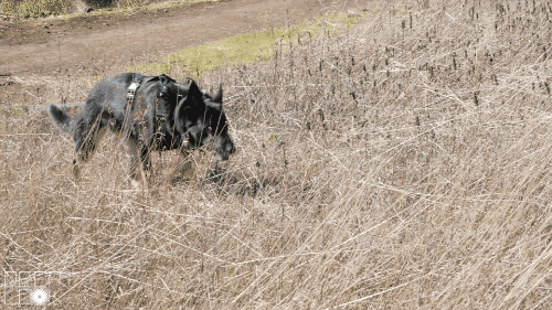 DL604_DogNoses_TrackingInGrass.gif