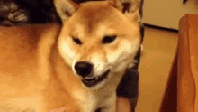 dog-angry.gif
