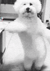 dog-dance.gif
