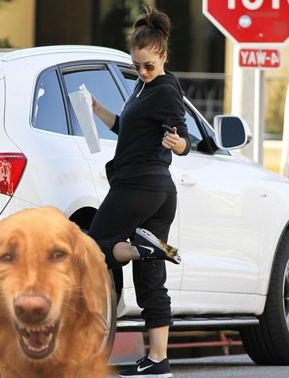 dog.png