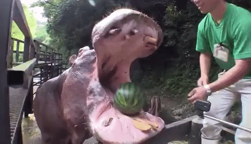 FaithfulExaltedChameleon-size_restricted.gif