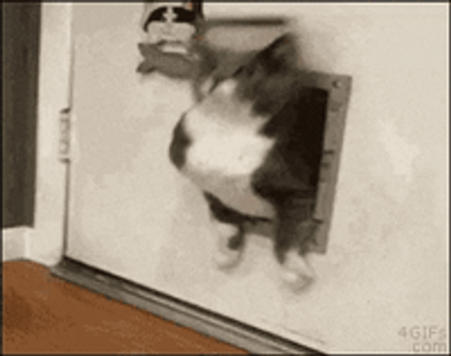 fat-cat-get-stuck-rv3ycjorv3dzmiju.gif