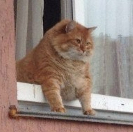 fatcat.jpg