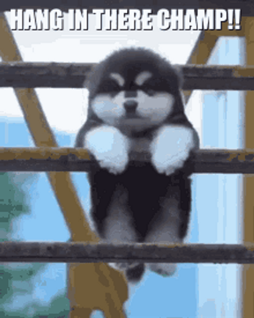 fluffy-puppy-hang-in-there-champ-y3c6u82yn0x1vlf5.gif