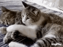 funny-animals-hug.gif
