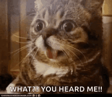 funny-animals-huh.gif