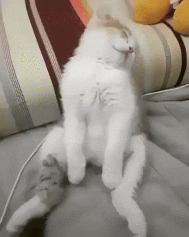 giphy (1).gif