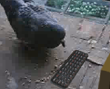 giphy (5).gif