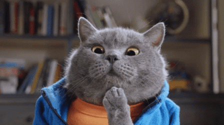 grey-cat-thinking-qx9f9ww6xkjp8koo.gif