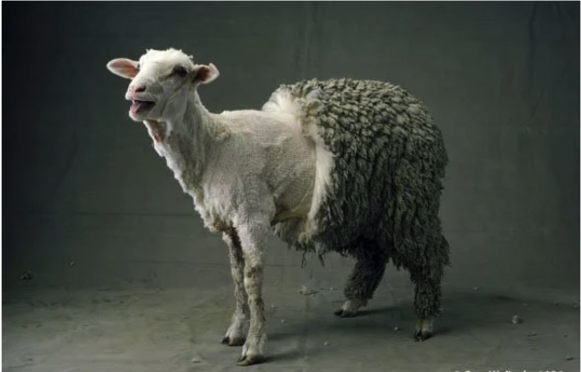 Half shorn.jpg