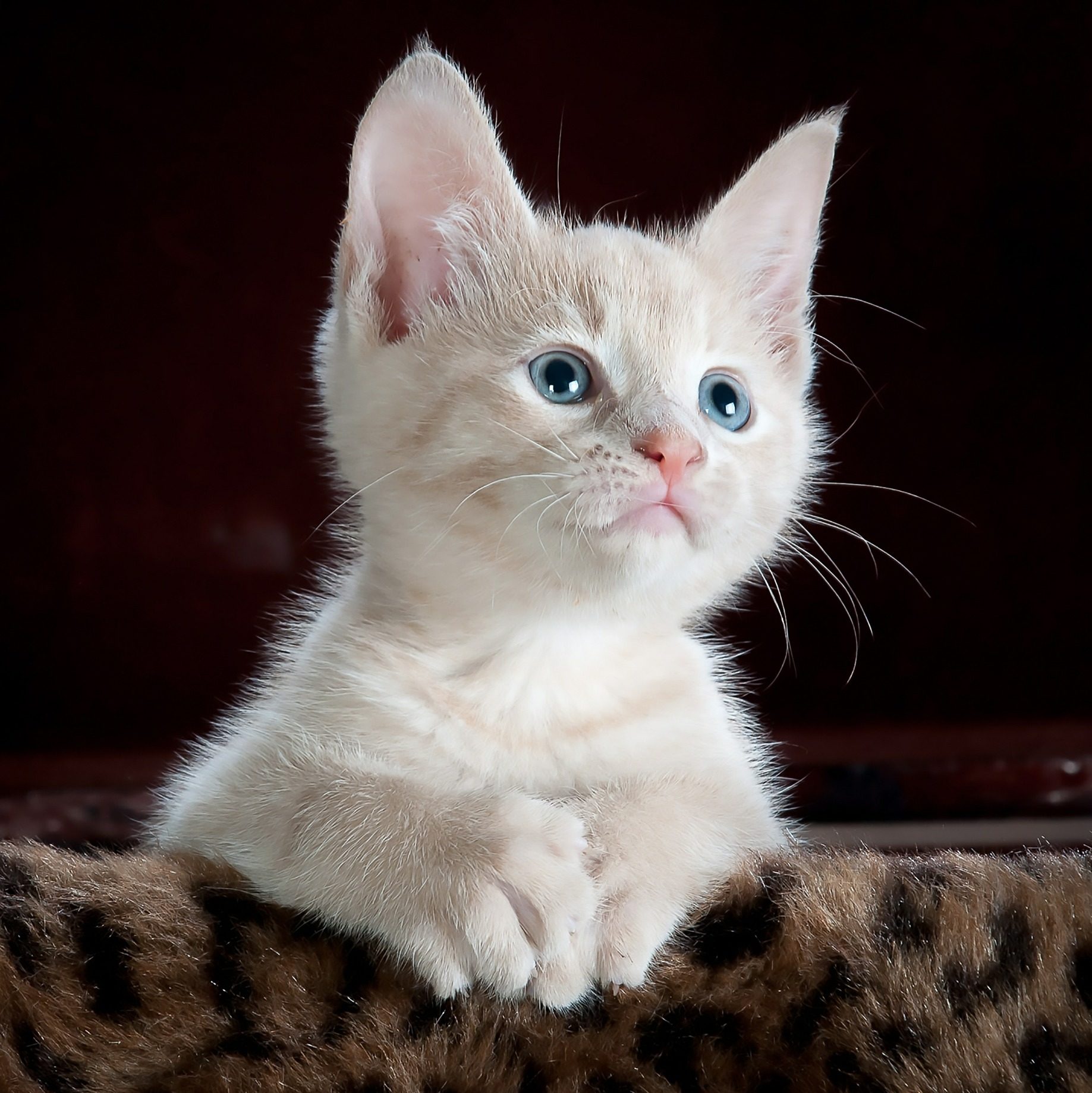 innocent-kitten-e1556584502399.jpg