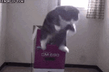 jump-cat-infinity-cat.gif