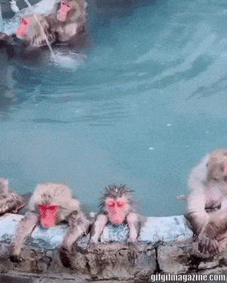 majmunski-velnes-centar.gif