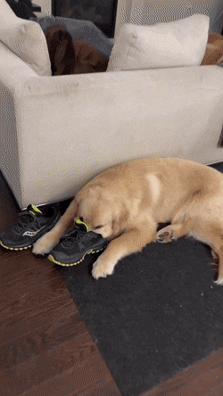 NarrowEqualIrishwaterspaniel-size_restricted.gif
