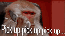 pick-up-monkey.gif