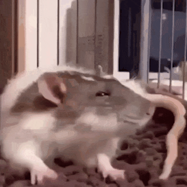 rat-sleepy2.gif