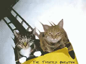 rollercoaster-cats.gif