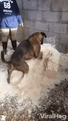shredding-destroy.gif