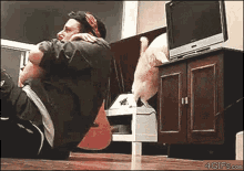 sit-ups-cat.gif